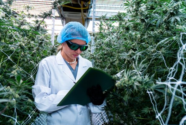Cannabis compliance inspector examining plants in a licensed cultivation facility