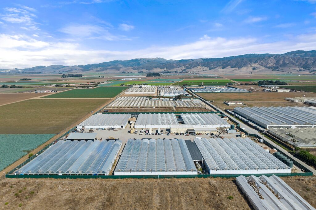 Large-scale cannabis cultivation operation in California
