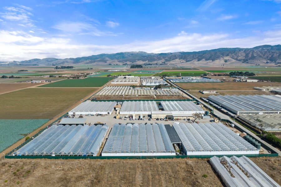 Large-scale cannabis cultivation operation in California