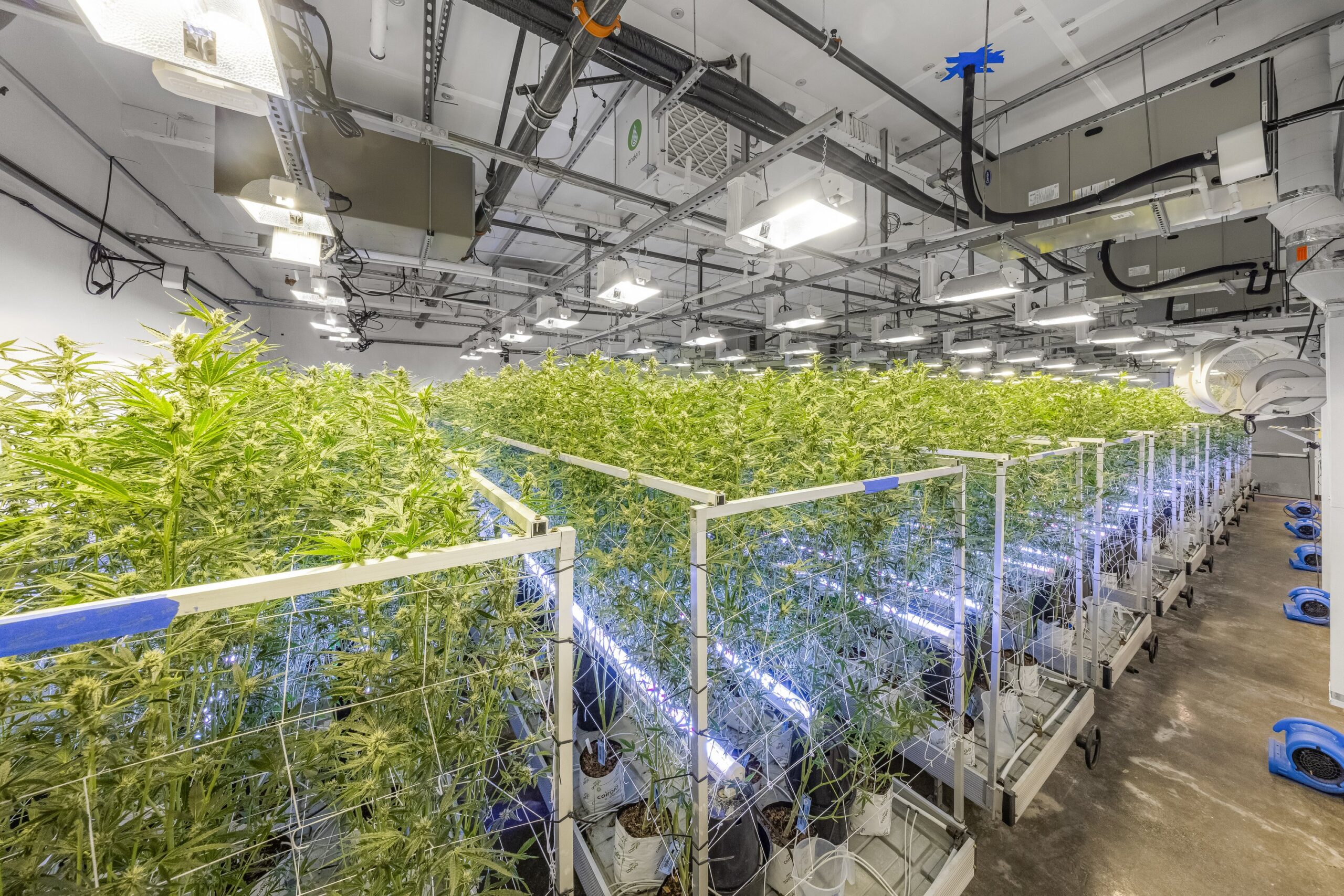 Cannabis business for sale California